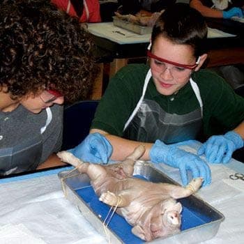 14-inch preserved pig specimen in pail, ideal for educational dissection or bizarre anatomy gift