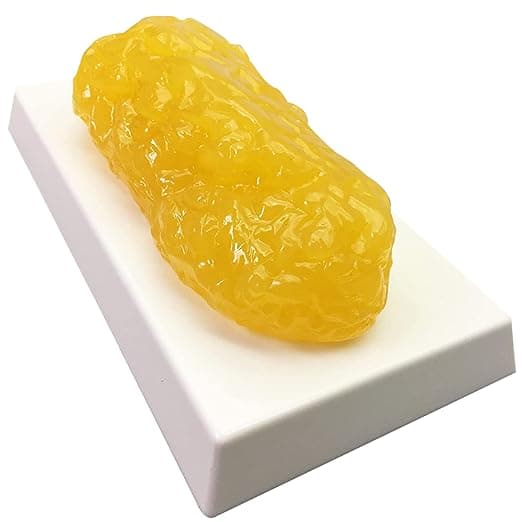 1lb human body fat model by Evviva Sciences—realistic anatomy prop for teaching, science exhibits, or awkward health conversations.
