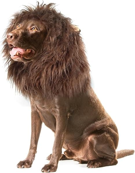 A dog wearing a fluffy lion mane wig with ears—looking fierce, fabulous, and slightly unsure.